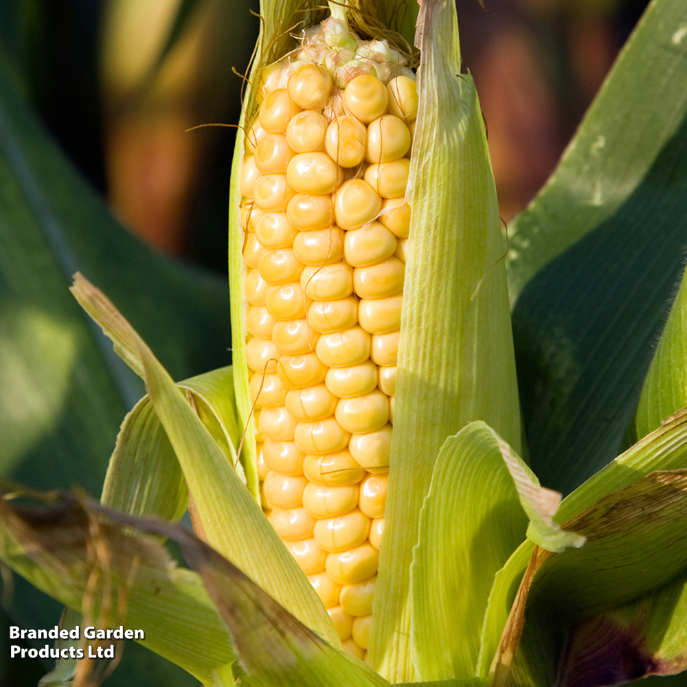 Sweetcorn 'Early...