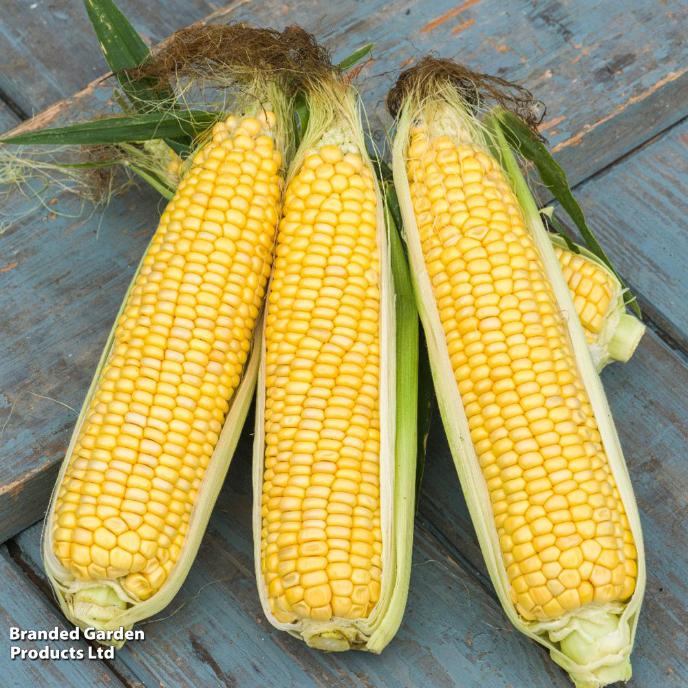 Sweetcorn 'Sweet...