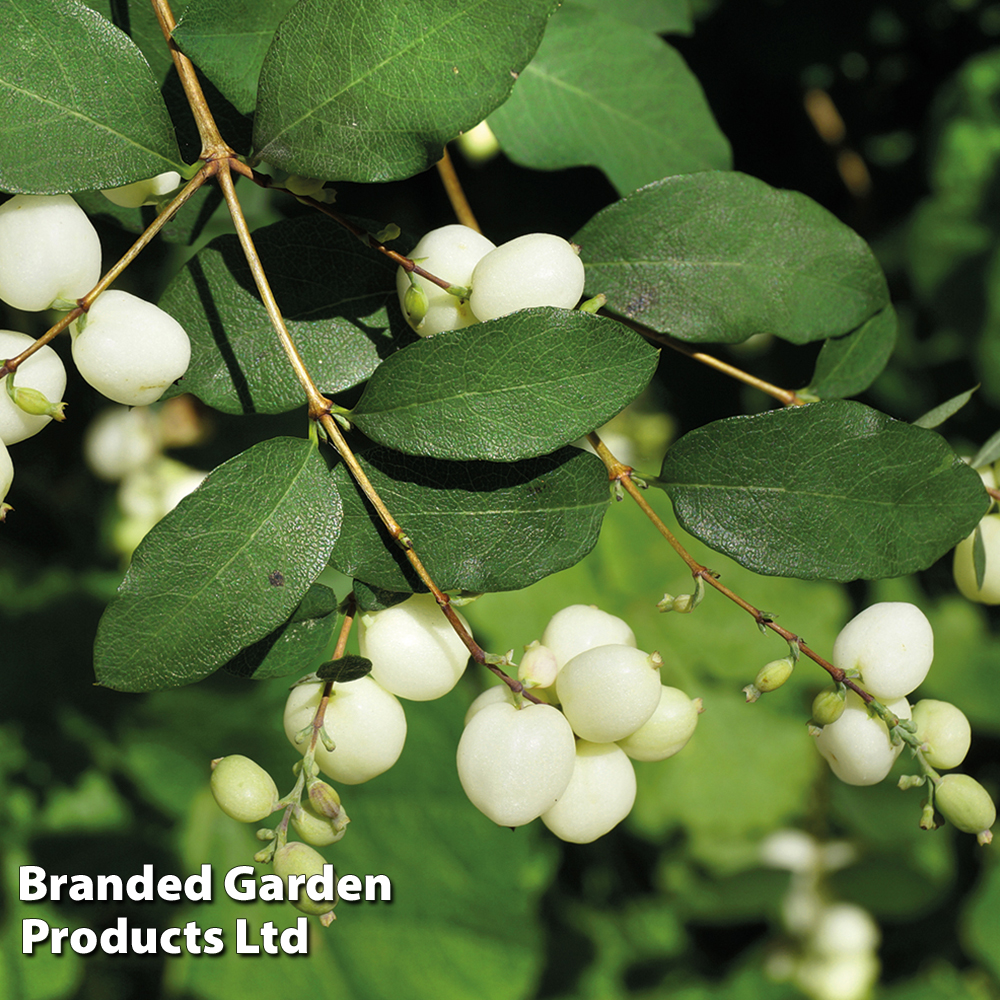 Spring Saver Shrub...