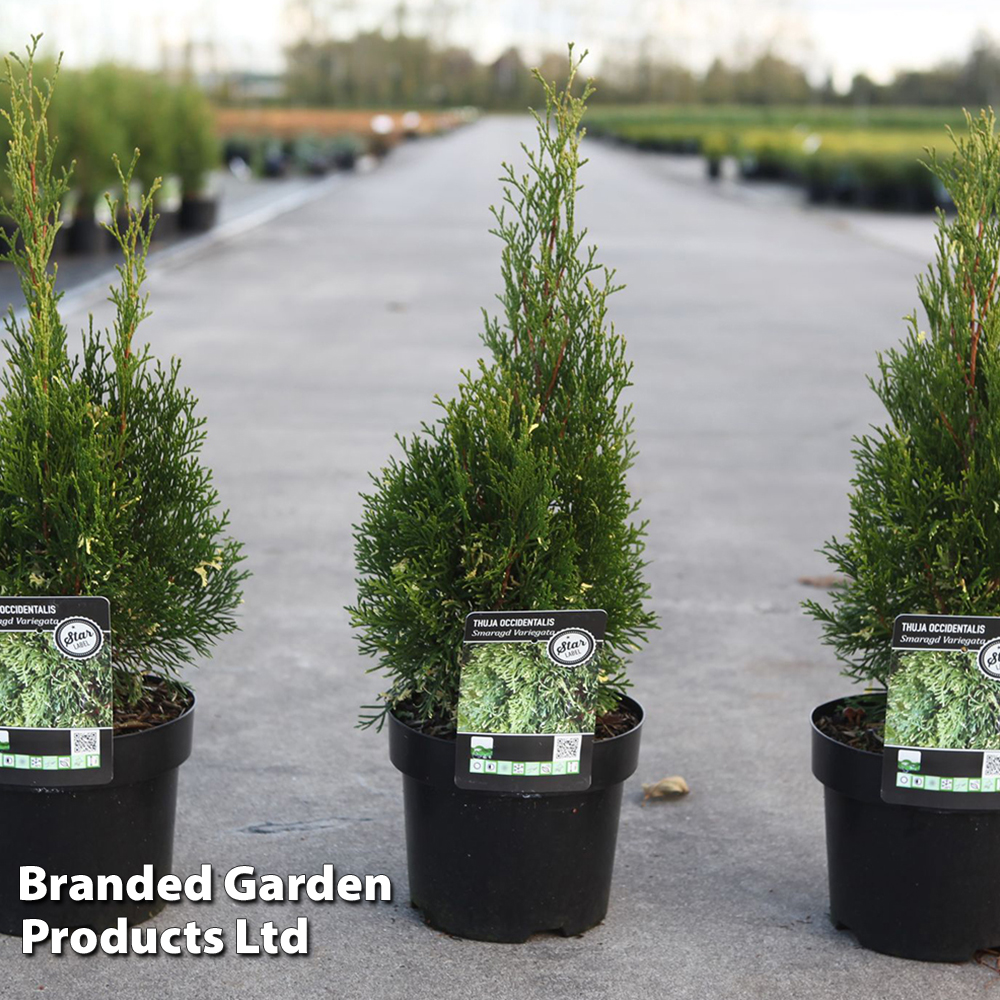 Thuja occidentalis 'Smaragd Variegata' at Suttons