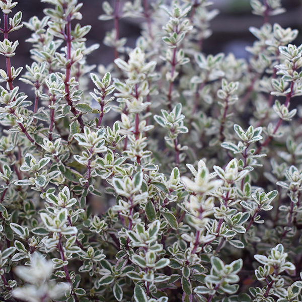 Thyme 'Silver Posie'