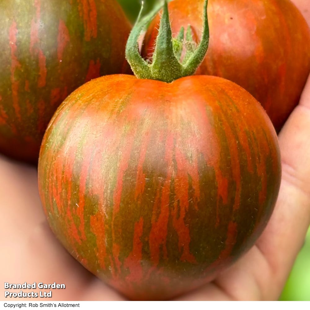 Tomato 'Purple Zebra'