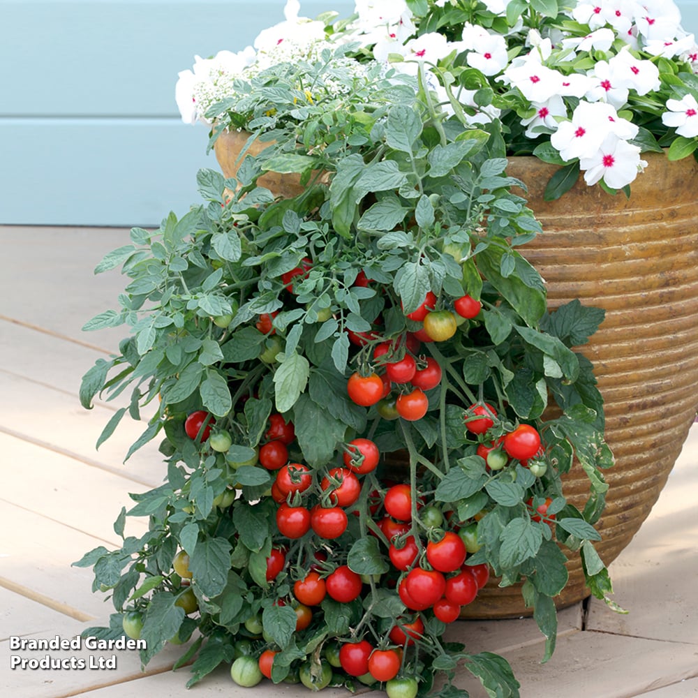Tomato 'Tumbling Tom Red (Determinate)' - Seeds