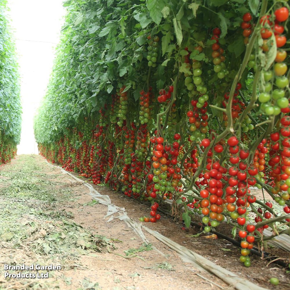 Tomato 'Tumbling Tom Red (Determinate)' - Seeds