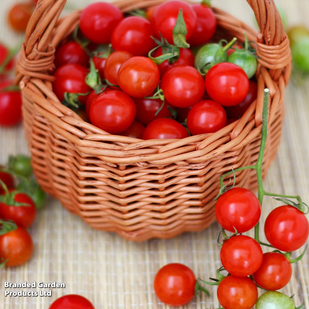 Tomato 'Tumbling Tom Red (Determinate)' - Seeds