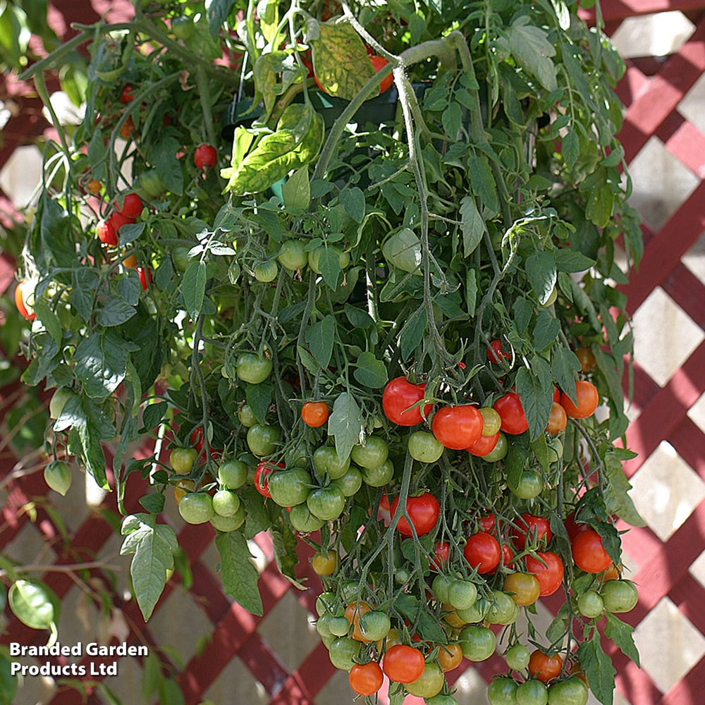 Tomato 'Tumbling Tom Red (Determinate)' - Seeds
