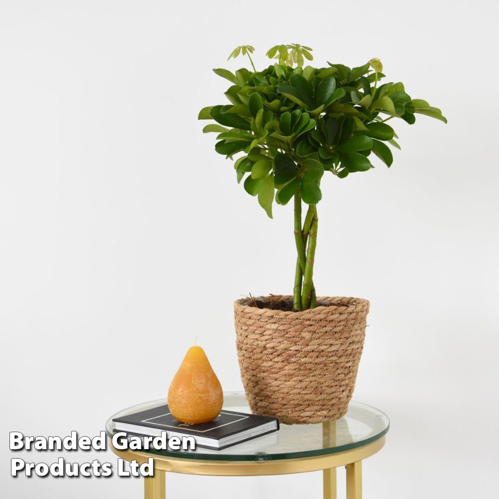 Umbrella Plant with Braided Stem at Suttons