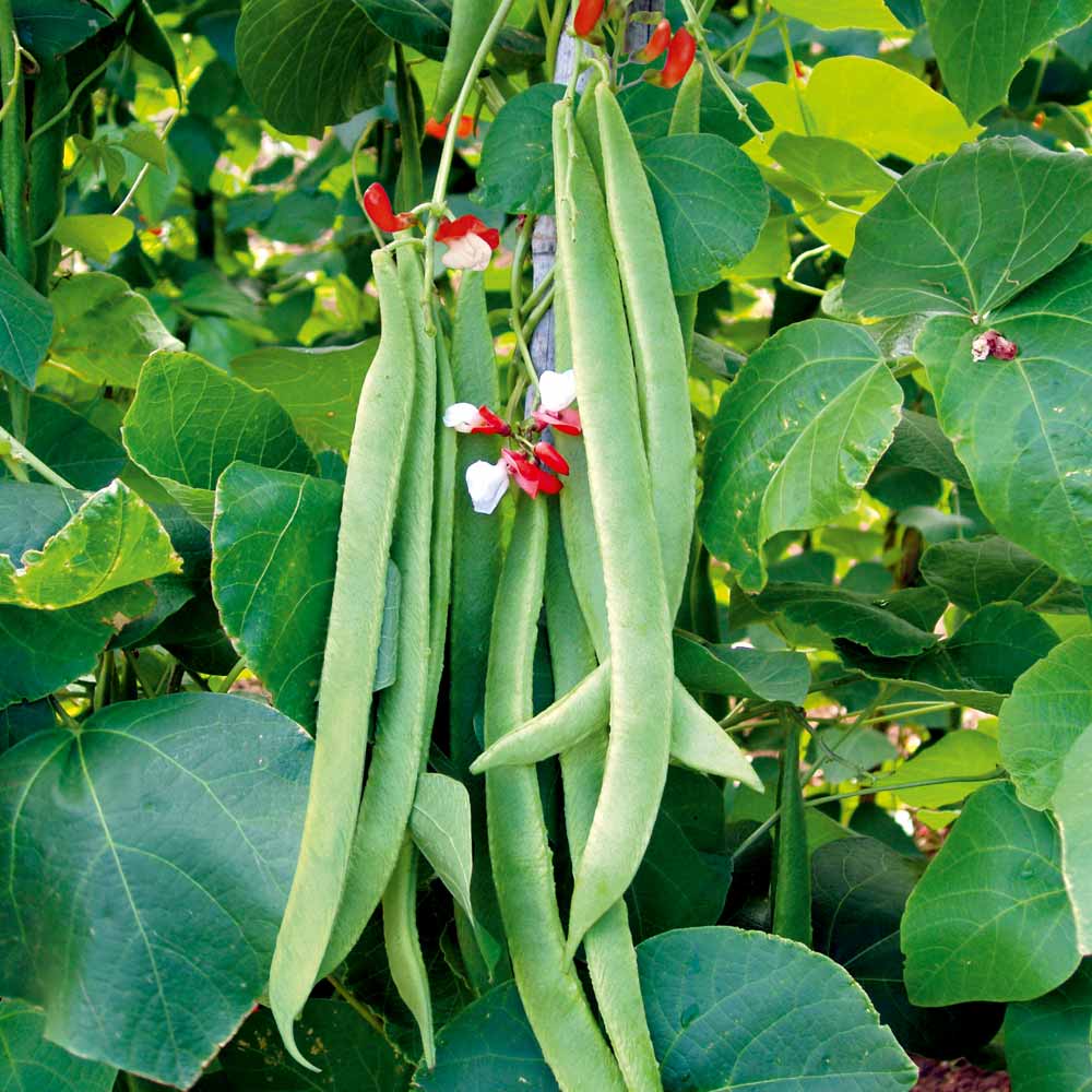 Bean (Runner) Seeds - St George | Suttons