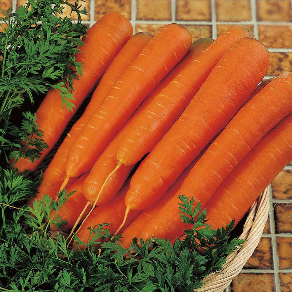 | How To Grow Carrots in 5 easy steps! A FREE Step-by-step guide for growing and harvesting Carrots successfully! | 1Garden.com