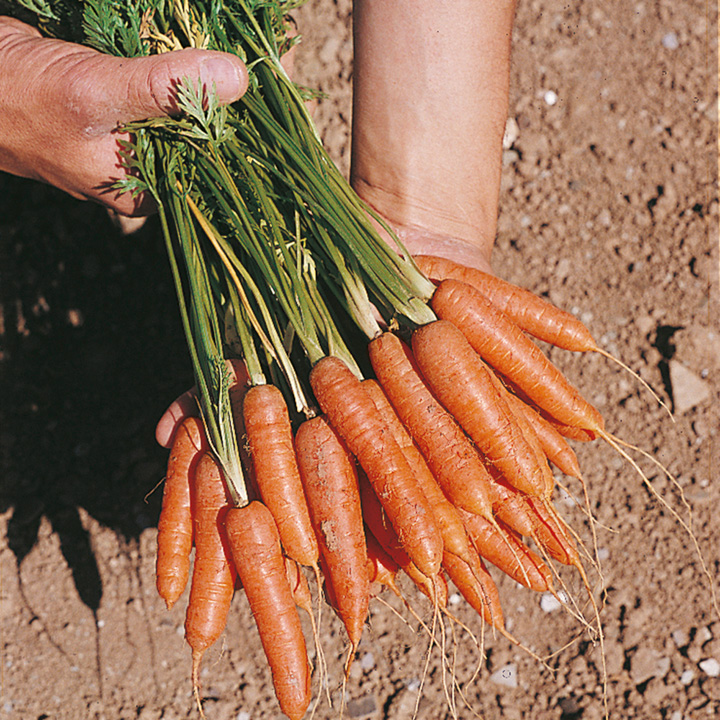 Carrot Seeds Ideal Red