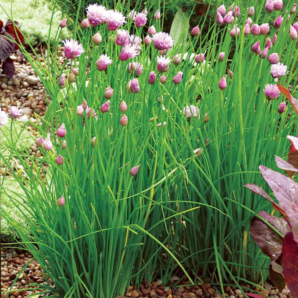 HARDY PERENNIAL HERB SEEDS CHIVES BOHEMIA 1500 SEEDS 