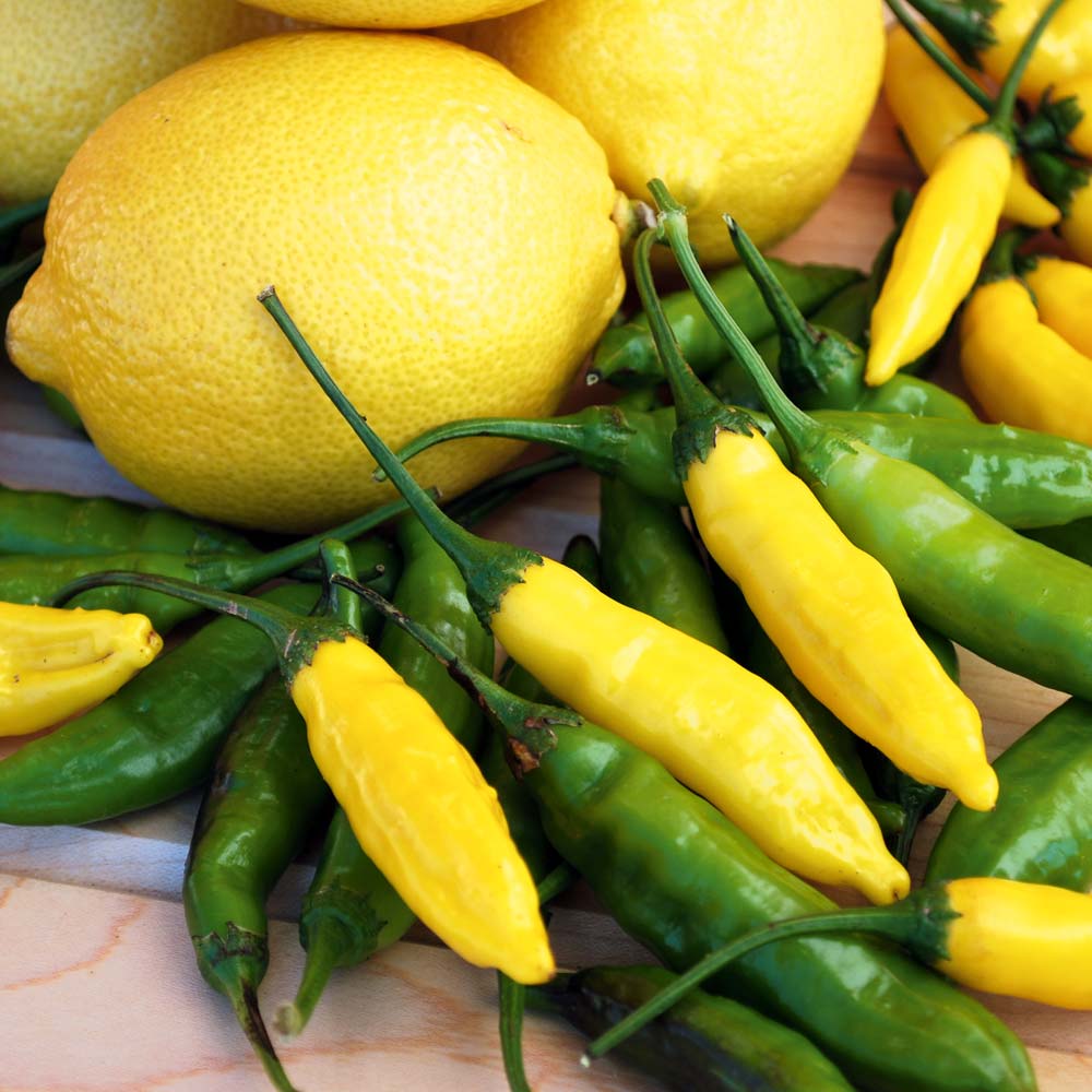 RARE Peruvian Lemon Drop Fresh Chilli Seeds x 20 Fast Dispatch! In Stock