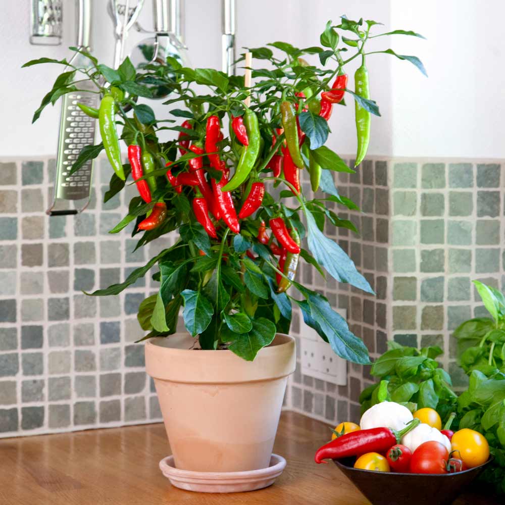 Red Hot Chili Pepper Plant Pods