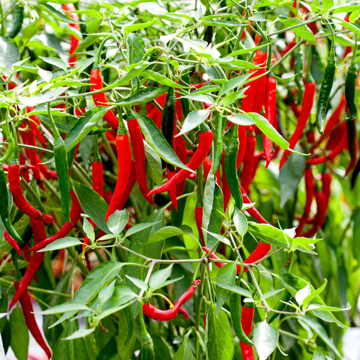 Chili pepper long johns 2025