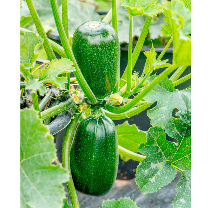 Courgette Seeds - F1 Green Griller