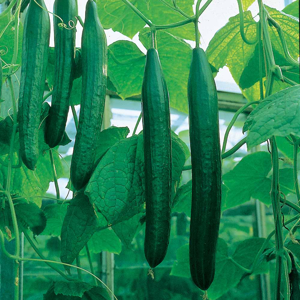 Cascader F1 Organically Grown Female Flowering Hybrid Cucumber Seeds 