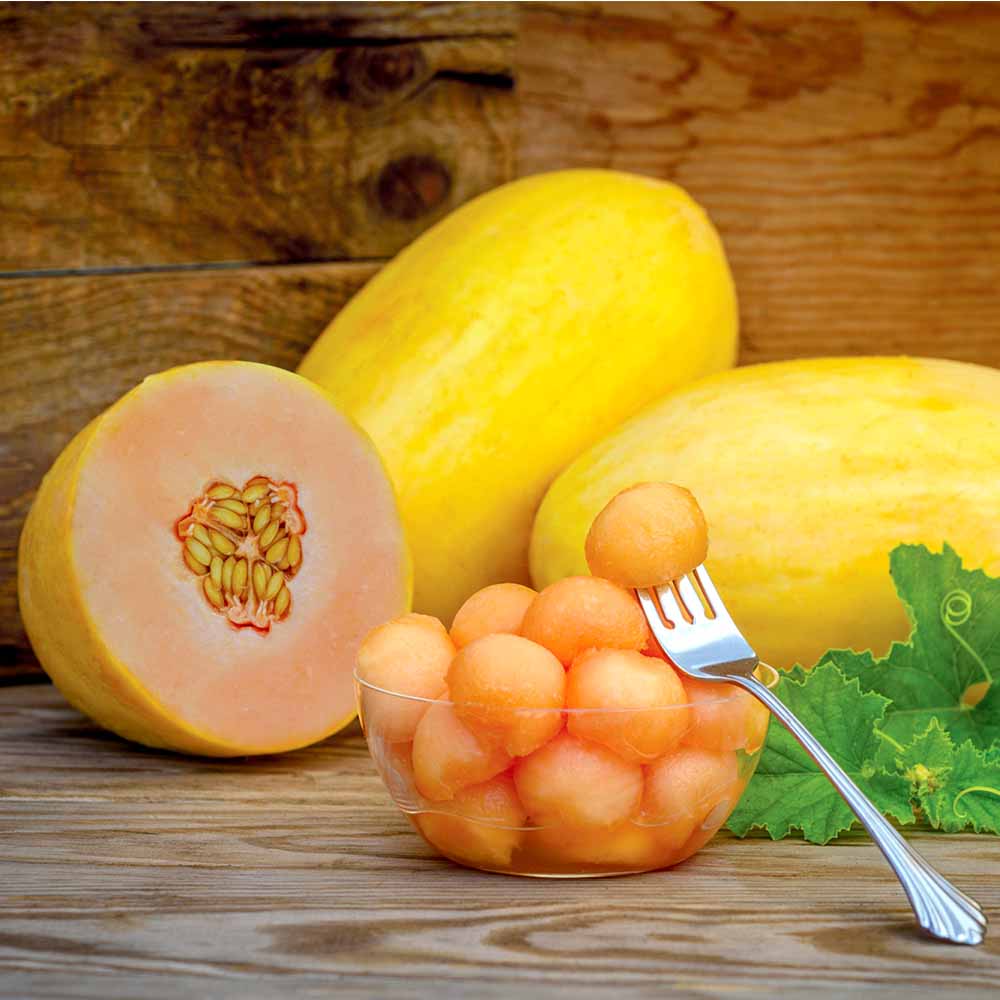 Melon Plants - Mangomel Melon Plants - Mangomel