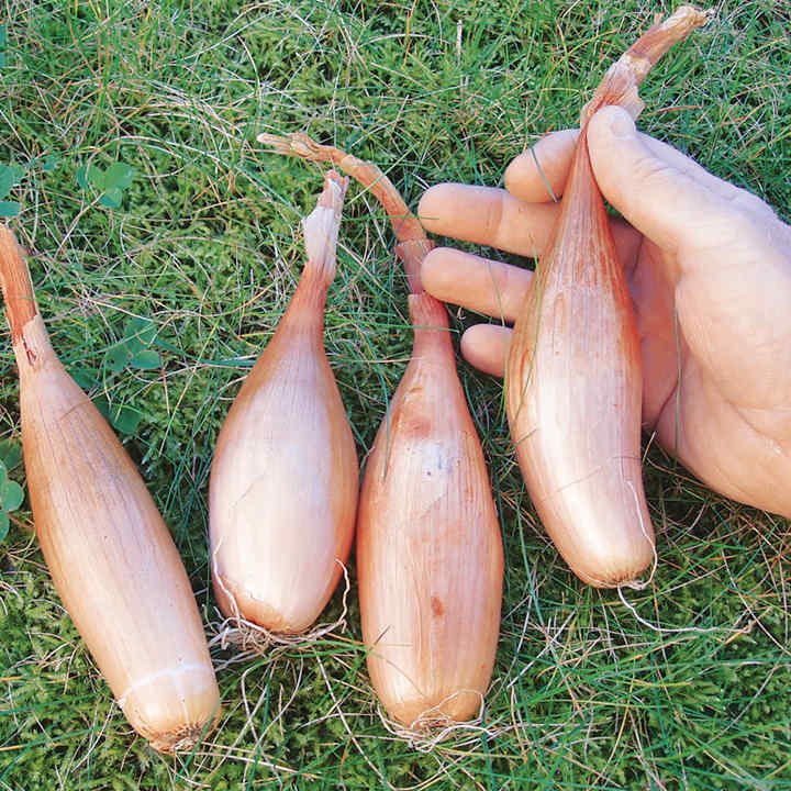 Banana Shallots Information and Facts