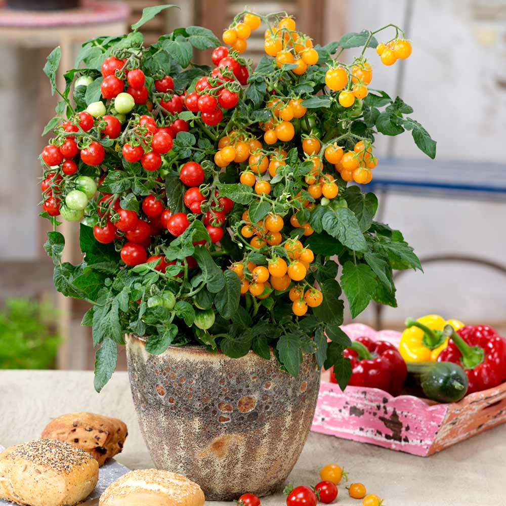 Patio on sale tomato plants