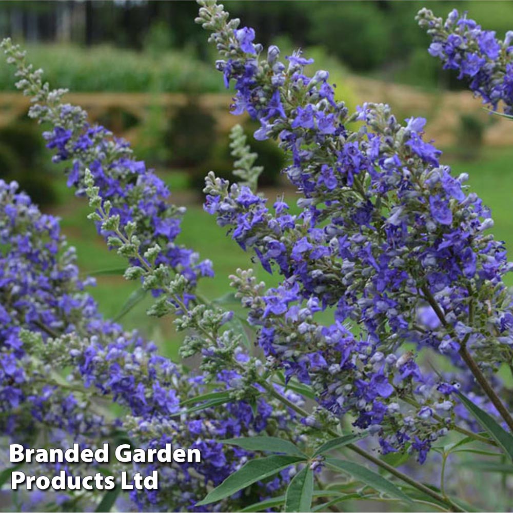 Vitex agnus-castus 'Delta Blues' at Suttons