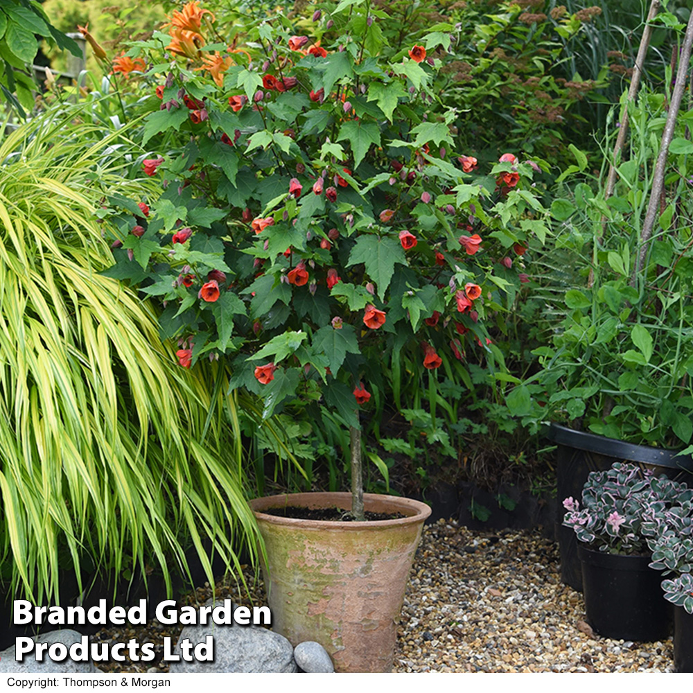 Abutilon megapotamicum discount