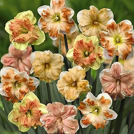 Narcissus Rainbow Butterflies Mixed