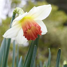 Narcissus Decoy Red