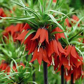 Fritillaria imperialis Red