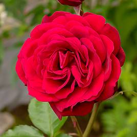 Rose Scented Double Red