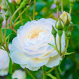 Rose Scented Double White