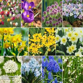 Spring Light Bulb Bundle