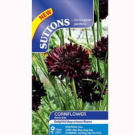 Cornflower Black Ball - Seeds
