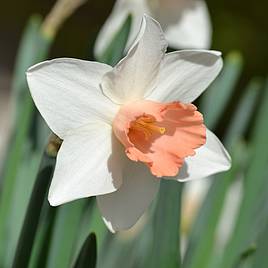 Narcissus Pink Pride