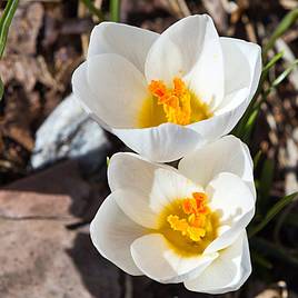 Crocus Dutch White