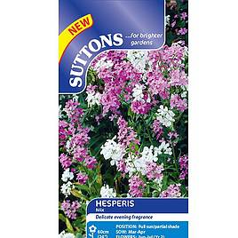 Hesperis Mix - Seeds