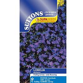 Lobelia Monsoon - Seeds