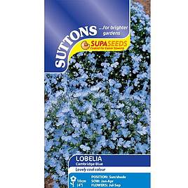 Lobelia Cambridge Blue - Seeds