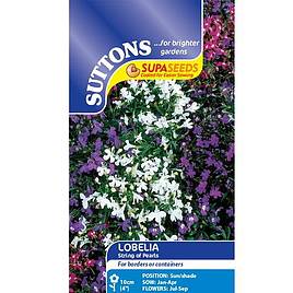 Lobelia String of Pearls - Seeds