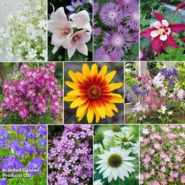 Summer Perennial Plant Bundle
