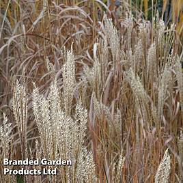 Miscanthus sinensis Kleine Silberspinne