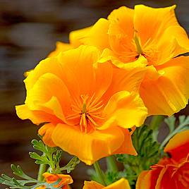 Californian Poppy Seeds - Lady Marmalade