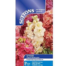 Stocks Fragrant Bedding Mix - Seeds