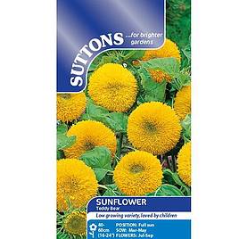 Sunflower Teddy Bear - Seeds