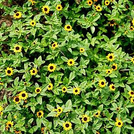 Sanvitalia The Hanging Basket Sunflower - Seeds