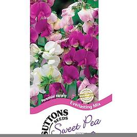 Sweet Pea Everlasting Mix - Seeds