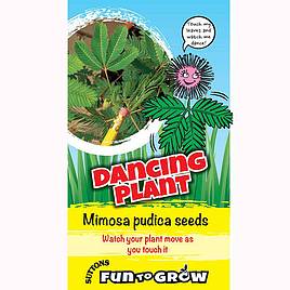 Sensitive Seeds - Dancing Plant (Mimosa pudica)