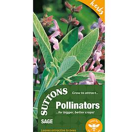 Sage - Herb Seeds