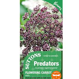 Flowering Carrot Dara - Predator Seeds