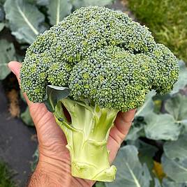 Broccoli Seeds - Blue Finn F1