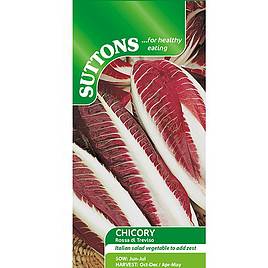 Chicory Rossa di Treviso precoce - Seeds